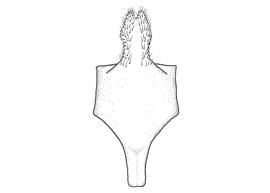   Anthidium porterae  male, diagram showing ventral view of eighth sternum (S8), diagram from Gonzalez and Griswold 2013 
